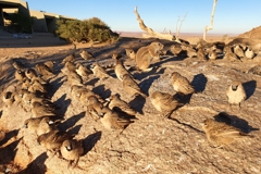 Siedelweber und ein Kap-Borstenhörnchen versammeln sich am Wasserloch an der Lodge
