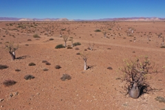 Wir haben die Moringa-Bäume wiederholt mit Drohnen kartiert