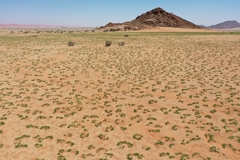 Das Gras Eragrostis nindensis bildet aufgrund von Wassermangel Ringe