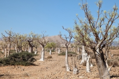 Die Moringa-Bäume bilden im Tsondab-Tal einen kleinen "Wald"
