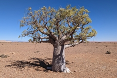 Ein alter Moringa-Baum mit einem dicken Stamm