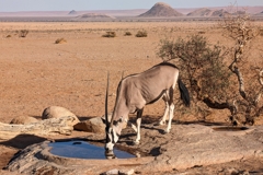 Eine Oryx trinkt am Wasserloch der Lodge
