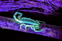 Nachts lassen sich Skorpione an Bäumen gut mit einer UV-Lampe finden