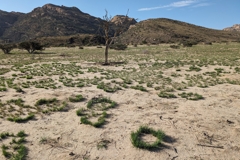 Donkerhuk hat viele besonders große Grasringe