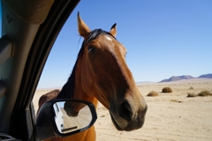 The horses are very tame, as they are sometimes fed