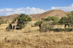 Giraffen sieht man auf Donkerhuk öfters