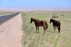 The wild horses of Garub graze right next to the road to Lüderitz