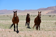 The horses of Garub are feral domestic horses from the days of the German Schutztruppe