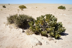 Bleistiftpflanze (links) und Dollarbusch (rechts) haben besondere Blätter, um sich vor Verdunstung zu schützen
