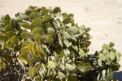 Der Dollarbusch dreht die Ränder der Blätter der Sonne zu, um sich vor Verdunstung und Austrocknung zu schützen