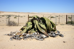 Diese besonders große Welwitschia mirabilis ist extra eingezäunt