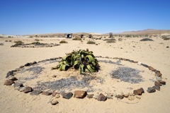 Der Kreis aus Steinen ist zum Schutz der flach verlaufenden Wurzeln, mit denen die Pflanze morgendlichen Tau aufnimmt