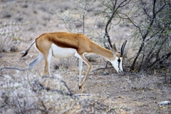 A springbok roams through the thorn bush