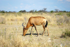 A red hartebeest searching for food