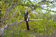 A yellow-billed hornbill in a mopane tree