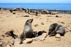 Südafrikanischen Seebären am Kreuzkap gehören zu den Ohrenrobben