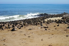 Das Kapkreuz beherbergt die weltgrößte Kolonie von Südafrikanischen Seebären 