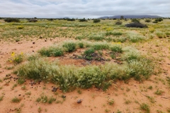 Ein Ring frischer Gräser um eine abgestorbene Euphorbie. Pflanzen wachsen sichtbar im Inneren des Rings