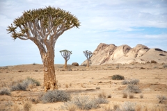 Aloe dichotoma, Blutkuppe