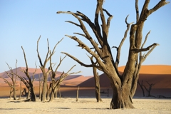Deadvlei