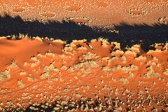 An oryx stands on a dune ridge - fairy circles line up behind it