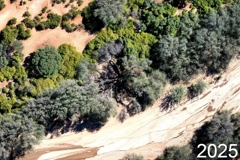 Hier sieht man in der Bildmitte das Absterben eines großen Baums