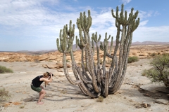 Euphorbia virosa at Bloekoppie