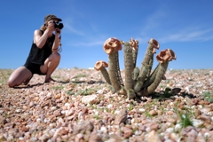 Hoodia gordonii 