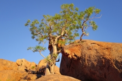 A moringa tree with a nest of the sociable weaver
