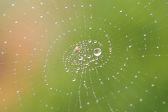 Morning dew and spider, Kalahari