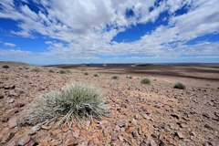 Euphorbia gregaria characterize the landscape at the Fish River Canyon