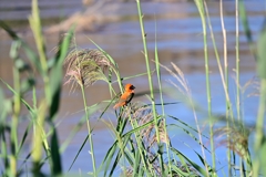 A red bishop, a weaver bird, at the Orange