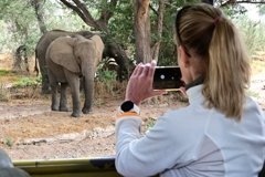 Elephants in Ugab River