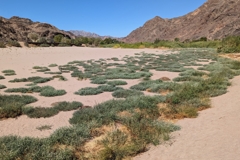 At Ais-Ais, the Fish River is barely surrounded by a canyon anymore