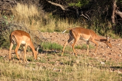 Impalas zeigen sich auf der Safari
