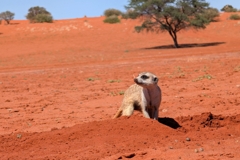 Meerkats, also known as suricates, are typical inhabitants of the Kalahari 
