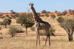 Eine Giraffe in der Kalahari