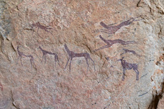 The rock paintings of the Bushmen are about 2000 years old
