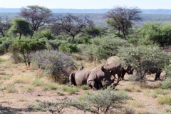 Neben Elefanten kann man auch Nashörner am Mount Etjo entdecken. Der Berg ist am Horizont zu sehen