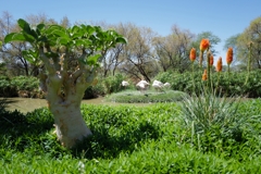 Auf einer kleinen Insel ruhen Flamingos