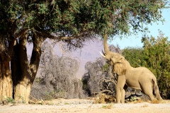 Desert-adapted elephant, Hoarusib River