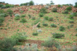 Wildtiere wie Giraffen können häufig am Wegesrand angetroffen werden