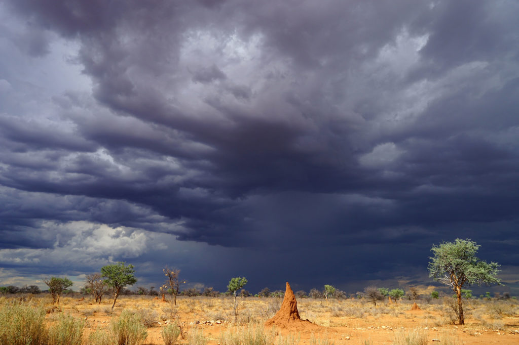 Ein typischer Termitenhügel von Macrotermes michaelseni, nur 10 km nordwestlich von Otjiwarongo entfernt.
